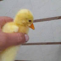 لیندا خالص ۵ روزه