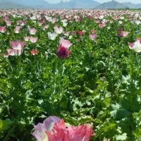 بذر یکدست گوجه ای