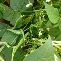 لوبیا سبز قلمی تازه امامزاده کوه