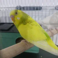 مرغ عشق جفت