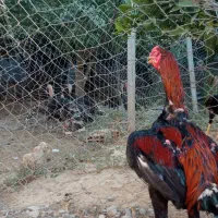 لاری|حیوانات مزرعه|آق قلا, |دیوار