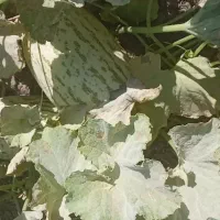 خربذه تاشکند درشت