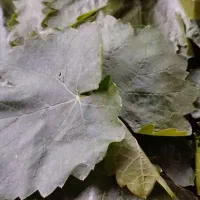 برگ مو انگور تازه