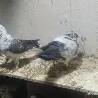 کبوتر