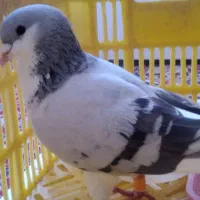 کبود  بد رنگ دم سفید قواره دار