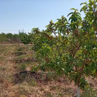 فروش-1000متر-زمین-باغی-گاوخانه-در-کمربندی-شمالی
