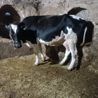 گاو