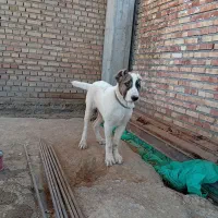 سگ آلابای و سرابی