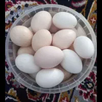 تخم‌مرغ‌خانگی‌