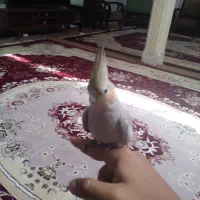 جوجه عروس هلندی