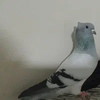 پرنده جفتی