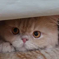 گربه نر جهت جفت گیری