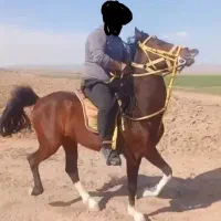 اسب کرد|اسب و تجهیزات اسبسواری|اردبیل, |دیوار