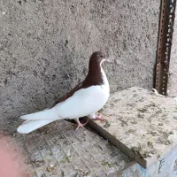 ساده واصلی وزرد دم سفید