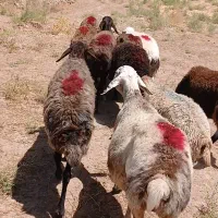 ۱۰راس میش جوان کاور تقلی
