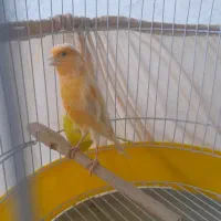 قناری نر ردفاکتور  آوازخوان