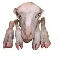 پاک کردن کله پاچه