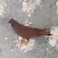 کبوتر رنگ دومی  چنتا