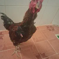 خروس لاری جوان