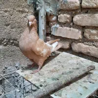 سینه زرد ماده