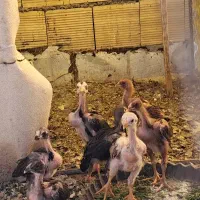 جوجه دو ماهه 6دنگ لاری با اصالت