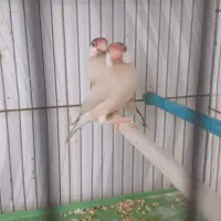 فنچ نرگسی شکلاتی