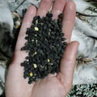 نخود سیاه بوجاری
