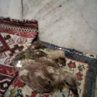 جوجه کبوتر مجانی