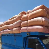 کاه گندم خرمنکوب  تحویل دربه دامداری