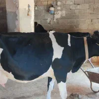دو عدد گاو و گوساله داشتی