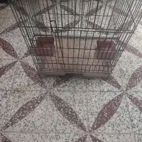 قفس