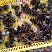 جوجه بلدرچین مینیاتوری و گوشتی و تخمی