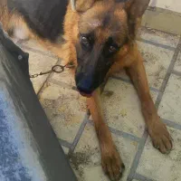 سگ ژرمن شپرد اصل
