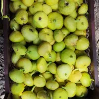 انجیر تازه امسال