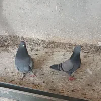 یک جفت سبز کاشونی نرو ماده پرشی میل بازیدار خوش سو