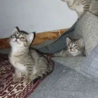 سرپرستی رایگان بچه گربه DsH