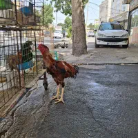 مرغ و خروس لاری