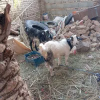 گوسفند