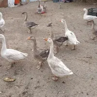 غاز