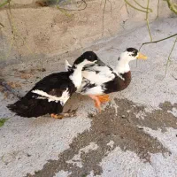 اردک