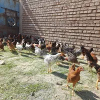 نیمچه مرغ گلپایگان