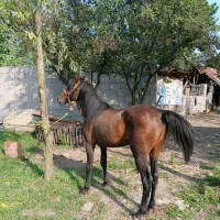 نریان