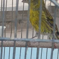 سهره قناری وملیه قناری