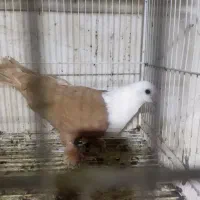نر ماده جفتگاه همه رو تخم جوجه