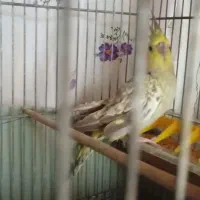 عروس هلندی جفت سخنگو