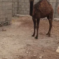 دو نفر بچه شتر