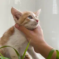 بچه گربه واگذاری