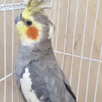 عروس هلندی اهلی سخنگو