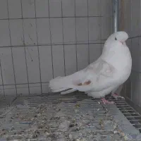 پرنده نوک قنار کفتر نوک قنار