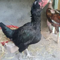 مرغ لاری جوان سالم